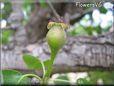 small pear fruit