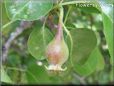 Small pears tree picture