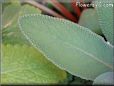 sage herb pictures