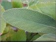  sage leaf