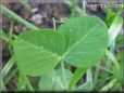 pea leaf pictures