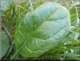 spinach plant pictures