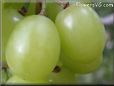 large grapes  pictures