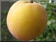 peach fruit tree pictures