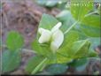 pea blossom flower