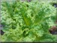 leaf lettuce