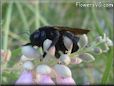 black carpenter bee