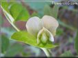 pea blossom flower