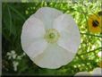 white poppy flower  pictures
