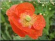 orange poppy flower
