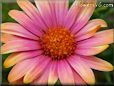 pink african daisy pictures