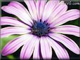 purple african daisy pictures