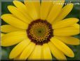 yellow african daisy pictures