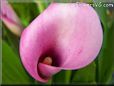 pink pink calla lily  pictures