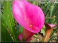 pink calla lily  pictures
