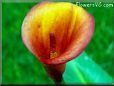red yellow calla lily pictures