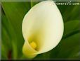 light yellow calla lily  pictures