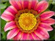 pink gazania flower picture