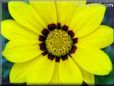 bright yellow gazania flower picture