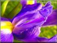 Purple yellow iris picture