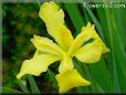 yellow iris picture
