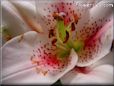 oriental hybrid lilies