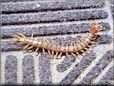 centipede picture