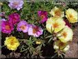moss rose flower picture