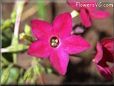 red nicotiana pictures