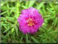 purple moss rose flower picture