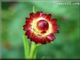 maroon strawflower flower picture