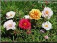 moss rose flower picture