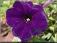 dark purple petunia picture