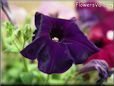purple petunia