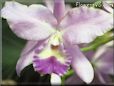 pink orchid flower picture