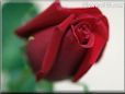 maroon rose flower pictures