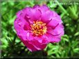 purple moss rose flower picture
