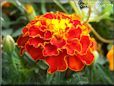 red marigold flower