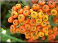 firethorn berries