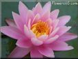 pink waterlily flower