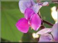 sweet peas blossom flower