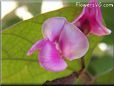 sweet peas blossom flower
