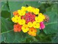 mixed color lantana flower