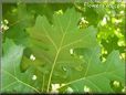 oak tree leaf
