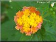 orange lantana flower