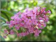 pink lilac flower