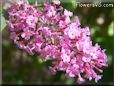 pink lilac flower