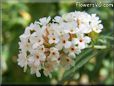 white lilac flower
