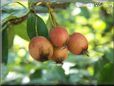 hawthorne tree fruit