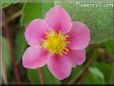 Pink Strawberry Blossom pictures